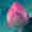 07-Practical-Management-of-Patients-Receiving-Inhibitors-of-the-PI3K-AKT-Pathway-ROCHE-thumb