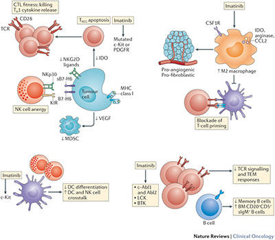 Imatinib in the context of the anticancer immunosurveillance system | ESMO